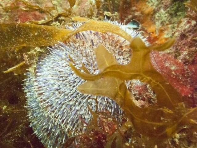  Lo que verá bajo el agua 